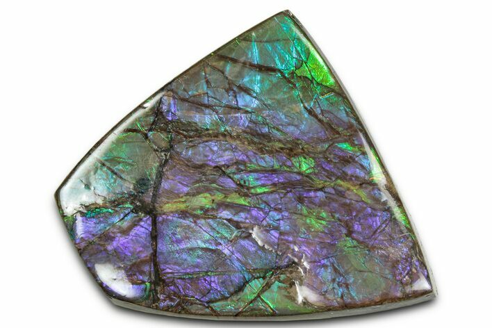 Iridescent Ammolite (Fossil Ammonite Shell) - Purples & Blues #350359